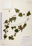 中文名:黑果馬皎兒(S097420)學名:Zehneria mucronata (Blume) Miq.(S097420)