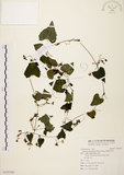 中文名:黑果馬皎兒(S105385)學名:Zehneria mucronata (Blume) Miq.(S105385)