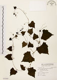 中文名:黑果馬皎兒(S113347)學名:Zehneria mucronata (Blume) Miq.(S113347)