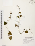 中文名:黑果馬皎兒(S113348)學名:Zehneria mucronata (Blume) Miq.(S113348)