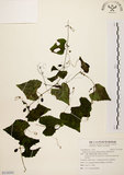 中文名:黑果馬皎兒(S116303)學名:Zehneria mucronata (Blume) Miq.(S116303)