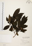 中文名:刺杜密(S003233)學名:Bridelia balansae Tutch.(S003233)英文名:Prickly Bridelia