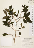 中文名:刺杜密(S013139)學名:Bridelia balansae Tutch.(S013139)英文名:Prickly Bridelia