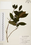 中文名:刺杜密(S013140)學名:Bridelia balansae Tutch.(S013140)英文名:Prickly Bridelia