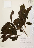 中文名:刺杜密(S013644)學名:Bridelia balansae Tutch.(S013644)英文名:Prickly Bridelia