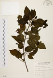 中文名:扛香藤(S005467)學名:Mallotus repandus (Willd.) Muell.-Arg.(S005467)英文名:Creepy Mallotus