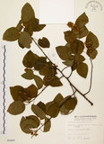 中文名:扛香藤(S005469)學名:Mallotus repandus (Willd.) Muell.-Arg.(S005469)英文名:Creepy Mallotus