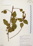 中文名:扛香藤(S018280)學名:Mallotus repandus (Willd.) Muell.-Arg.(S018280)英文名:Creepy Mallotus