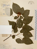 中文名:扛香藤(S019898)學名:Mallotus repandus (Willd.) Muell.-Arg.(S019898)英文名:Creepy Mallotus