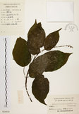 中文名:扛香藤(S024020)學名:Mallotus repandus (Willd.) Muell.-Arg.(S024020)英文名:Creepy Mallotus
