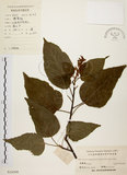 中文名:扛香藤(S024309)學名:Mallotus repandus (Willd.) Muell.-Arg.(S024309)英文名:Creepy Mallotus