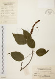 中文名:扛香藤(S024497)學名:Mallotus repandus (Willd.) Muell.-Arg.(S024497)英文名:Creepy Mallotus