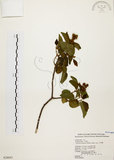 中文名:扛香藤(S028663)學名:Mallotus repandus (Willd.) Muell.-Arg.(S028663)英文名:Creepy Mallotus