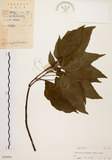 中文名:扛香藤(S029994)學名:Mallotus repandus (Willd.) Muell.-Arg.(S029994)英文名:Creepy Mallotus