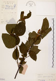 中文名:扛香藤(S032632)學名:Mallotus repandus (Willd.) Muell.-Arg.(S032632)英文名:Creepy Mallotus