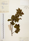 中文名:扛香藤(S033862)學名:Mallotus repandus (Willd.) Muell.-Arg.(S033862)英文名:Creepy Mallotus