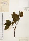 中文名:扛香藤(S040700)學名:Mallotus repandus (Willd.) Muell.-Arg.(S040700)英文名:Creepy Mallotus