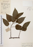 中文名:扛香藤(S041224)學名:Mallotus repandus (Willd.) Muell.-Arg.(S041224)英文名:Creepy Mallotus