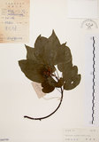 中文名:扛香藤(S044788)學名:Mallotus repandus (Willd.) Muell.-Arg.(S044788)英文名:Creepy Mallotus