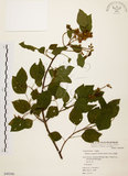 中文名:扛香藤(S049386)學名:Mallotus repandus (Willd.) Muell.-Arg.(S049386)英文名:Creepy Mallotus