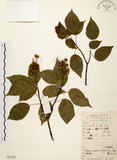 中文名:扛香藤(S051661)學名:Mallotus repandus (Willd.) Muell.-Arg.(S051661)英文名:Creepy Mallotus