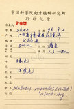 中文名:扛香藤(S061055)學名:Mallotus repandus (Willd.) Muell.-Arg.(S061055)英文名:Creepy Mallotus