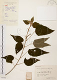 中文名:扛香藤(S061055)學名:Mallotus repandus (Willd.) Muell.-Arg.(S061055)英文名:Creepy Mallotus