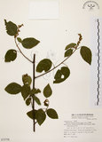 中文名:扛香藤(S072758)學名:Mallotus repandus (Willd.) Muell.-Arg.(S072758)英文名:Creepy Mallotus