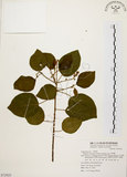 中文名:扛香藤(S072925)學名:Mallotus repandus (Willd.) Muell.-Arg.(S072925)英文名:Creepy Mallotus