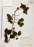 中文名:扛香藤(S073397)學名:Mallotus repandus (Willd.) Muell.-Arg.(S073397)英文名:Creepy Mallotus