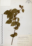 中文名:扛香藤(S076076)學名:Mallotus repandus (Willd.) Muell.-Arg.(S076076)英文名:Creepy Mallotus