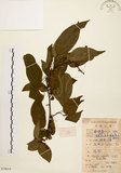 中文名:扛香藤(S079014)學名:Mallotus repandus (Willd.) Muell.-Arg.(S079014)英文名:Creepy Mallotus