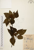 中文名:扛香藤(S079355)學名:Mallotus repandus (Willd.) Muell.-Arg.(S079355)英文名:Creepy Mallotus