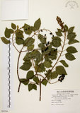 中文名:扛香藤(S082566)學名:Mallotus repandus (Willd.) Muell.-Arg.(S082566)英文名:Creepy Mallotus