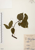 中文名:扛香藤(S084659)學名:Mallotus repandus (Willd.) Muell.-Arg.(S084659)英文名:Creepy Mallotus