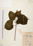 中文名:扛香藤(S084808)學名:Mallotus repandus (Willd.) Muell.-Arg.(S084808)英文名:Creepy Mallotus
