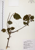 中文名:扛香藤(S091114)學名:Mallotus repandus (Willd.) Muell.-Arg.(S091114)英文名:Creepy Mallotus
