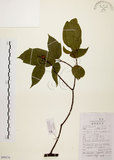 中文名:扛香藤(S099576)學名:Mallotus repandus (Willd.) Muell.-Arg.(S099576)英文名:Creepy Mallotus