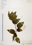 中文名:扛香藤(S102076)學名:Mallotus repandus (Willd.) Muell.-Arg.(S102076)英文名:Creepy Mallotus