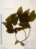 中文名:扛香藤(S103726)學名:Mallotus repandus (Willd.) Muell.-Arg.(S103726)英文名:Creepy Mallotus