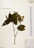 中文名:扛香藤(S104087)學名:Mallotus repandus (Willd.) Muell.-Arg.(S104087)英文名:Creepy Mallotus
