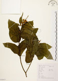 中文名:扛香藤(S104137)學名:Mallotus repandus (Willd.) Muell.-Arg.(S104137)英文名:Creepy Mallotus