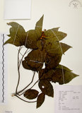 中文名:扛香藤(S104279)學名:Mallotus repandus (Willd.) Muell.-Arg.(S104279)英文名:Creepy Mallotus