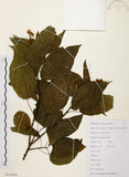 中文名:扛香藤(S112455)學名:Mallotus repandus (Willd.) Muell.-Arg.(S112455)英文名:Creepy Mallotus