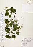 中文名:扛香藤(S113146)學名:Mallotus repandus (Willd.) Muell.-Arg.(S113146)英文名:Creepy Mallotus