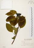 中文名:白臼(S003222)學名:Sapium discolor Muell.-Arg.(S003222)英文名:Taiwan Sapium, Taiwan Tallow-tree