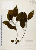 中文名:白臼(S005262)學名:Sapium discolor Muell.-Arg.(S005262)英文名:Taiwan Sapium, Taiwan Tallow-tree