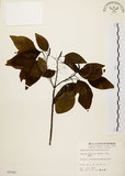 中文名:白臼(S005981)學名:Sapium discolor Muell.-Arg.(S005981)英文名:Taiwan Sapium, Taiwan Tallow-tree