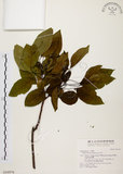 中文名:白臼(S016976)學名:Sapium discolor Muell.-Arg.(S016976)英文名:Taiwan Sapium, Taiwan Tallow-tree