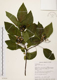 中文名:白臼(S017519)學名:Sapium discolor Muell.-Arg.(S017519)英文名:Taiwan Sapium, Taiwan Tallow-tree